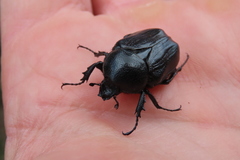 Hypselogenia geotrupina geotrupina