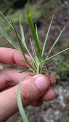 Dichanthelium linearifolium