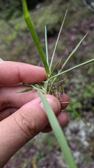 Dichanthelium linearifolium