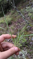 Dichanthelium linearifolium