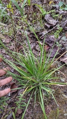 Dichanthelium linearifolium