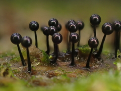 Lamproderma columbinum