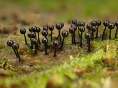 Lamproderma columbinum