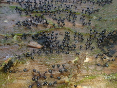 Lamproderma columbinum