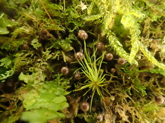 Lamproderma columbinum