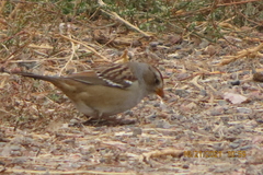 Zonotrichia leucophrys