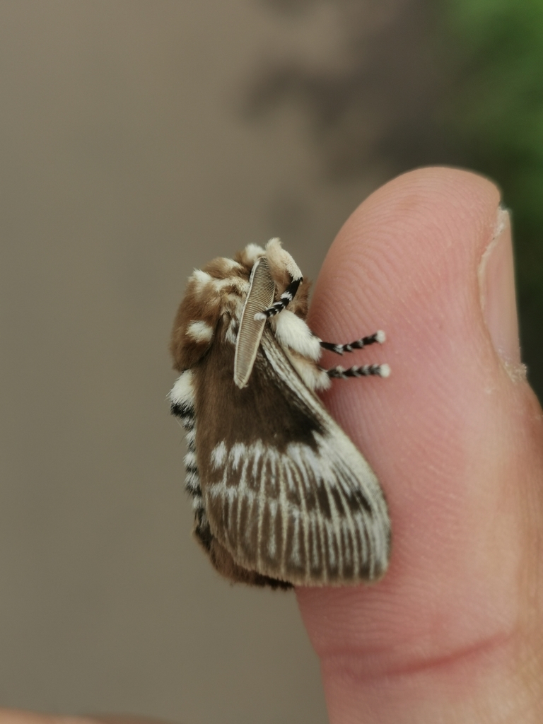 Podalia walkeri