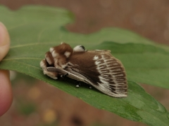 Podalia walkeri