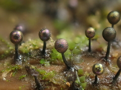 Lamproderma columbinum