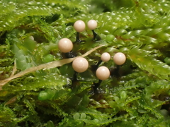 Lamproderma columbinum