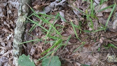 Dichanthelium bicknellii