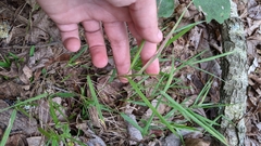 Dichanthelium bicknellii