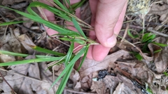 Dichanthelium bicknellii