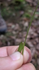 Dichanthelium bicknellii