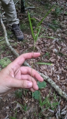 Dichanthelium bicknellii