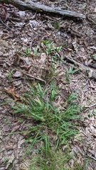 Dichanthelium bicknellii