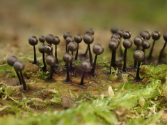 Lamproderma columbinum