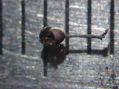 Lamproderma columbinum