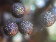 Lamproderma columbinum