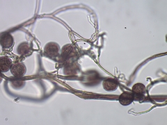 Lamproderma columbinum