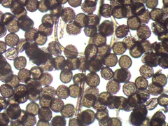 Lamproderma columbinum