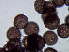 Lamproderma columbinum