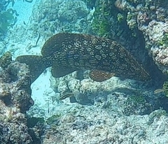 Dermatolepis striolata