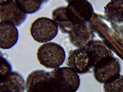 Lamproderma columbinum