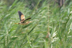 Ixobrychus minutus payesii