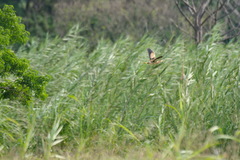 Ixobrychus minutus payesii