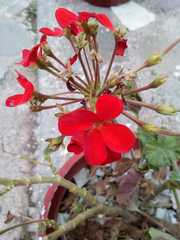 Pelargonium