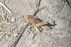 Phoetaliotes nebrascensis