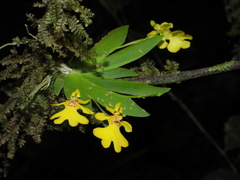 Erycina pusilla
