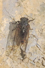 Oligoglena iphigenia