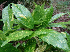 Aucuba japonica