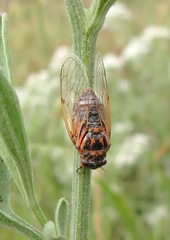 Cicadatra hyalina