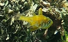 Ostorhinchus nigripes