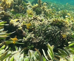 Ostorhinchus nigripes