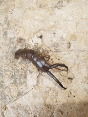 Hemiscolopendra marginata