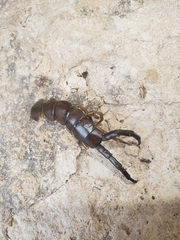 Hemiscolopendra marginata