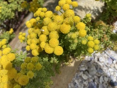 Oncosiphon sabulosus