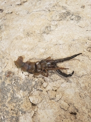 Hemiscolopendra marginata
