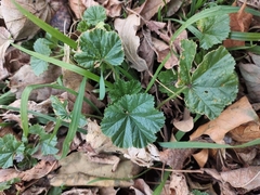 Malva neglecta