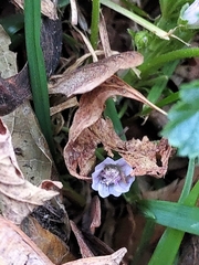 Malva neglecta