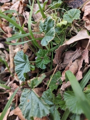 Malva neglecta