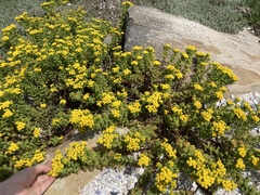 Oncosiphon sabulosus