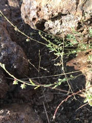 Phyllanthus polygonoides