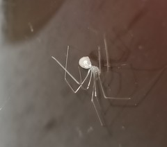 Micropholcus fauroti