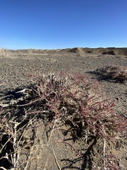 Reaumuria songarica