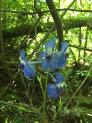 Delphinium trolliifolium